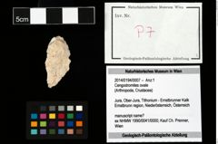 Foto (Objekt + Etikett) von Cengodromites ovale  (NHMW-GEO-2014-0194-0007)